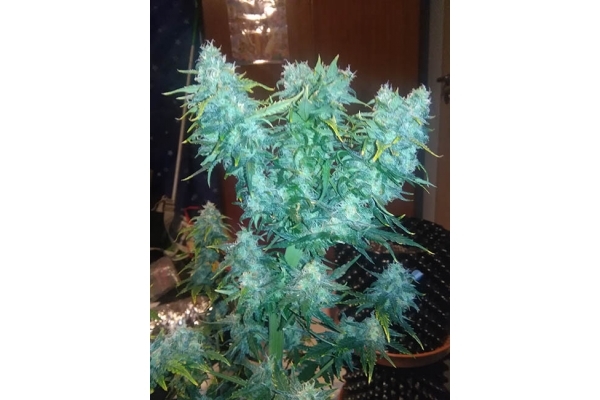 Diesel Autoflower (Zamnesia Seeds) feminized Diesel Autoflower (Zamnesia Seeds) feminized