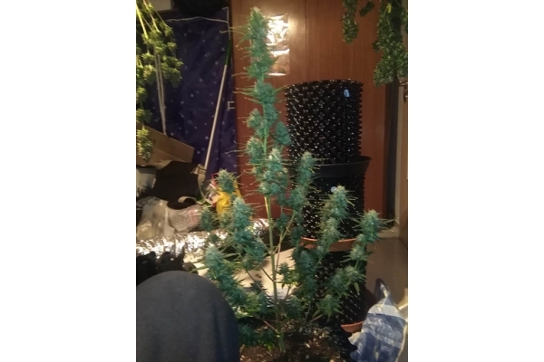 Diesel Autoflower (Zamnesia Seeds) feminized Diesel Autoflower (Zamnesia Seeds) feminized