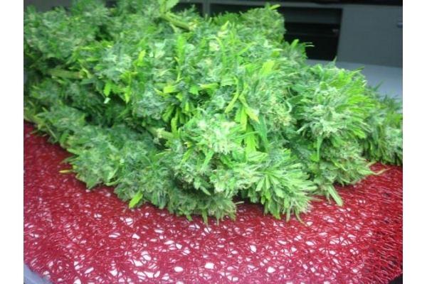 Crystal M.E.T.H. (Dr. Underground) feminized