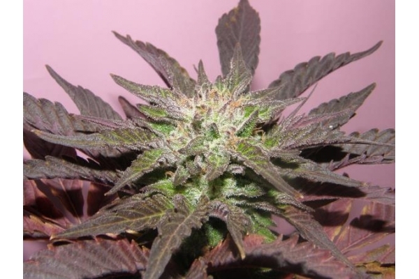 Melon Gum (Dr. Underground) feminized