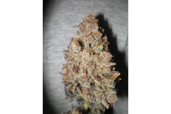 Melon Gum (Dr. Underground) feminized