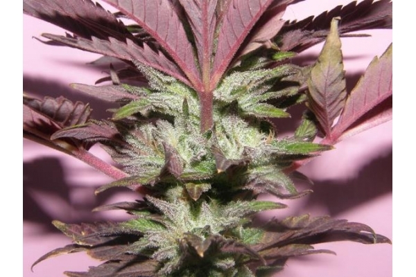 Melon Gum (Dr. Underground) feminized