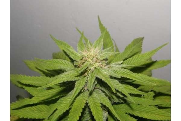 PainKiller (Dr. Underground) feminized