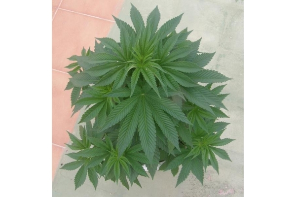 PainKiller (Dr. Underground) feminized