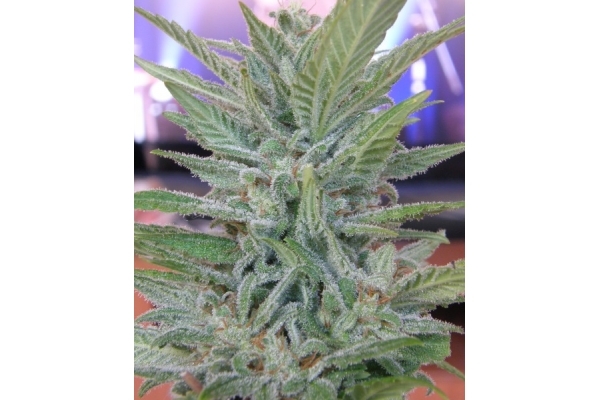 Brooklyn Mango (Dr. Underground) feminized