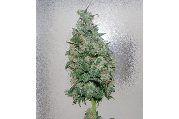 King Kong (Dr. Underground) feminized