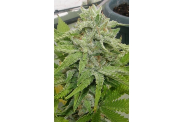 King Kong (Dr. Underground) feminized
