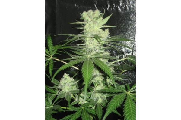 King Kong (Dr. Underground) feminized