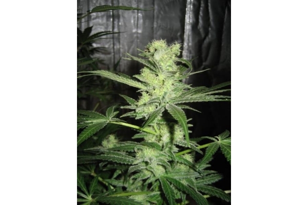 King Kong (Dr. Underground) feminized