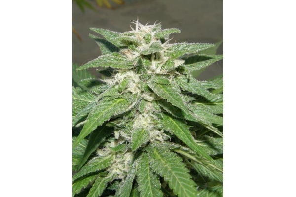 King Kong (Dr. Underground) feminized