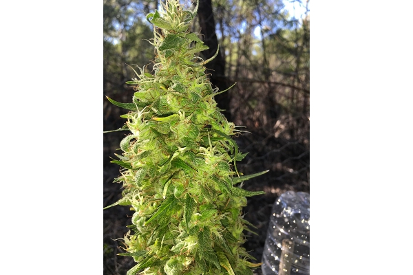 OG Kush (Silent Seeds) feminized