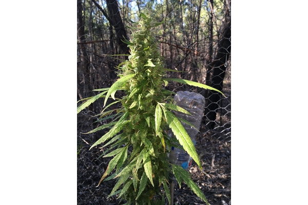 OG Kush (Silent Seeds) feminized