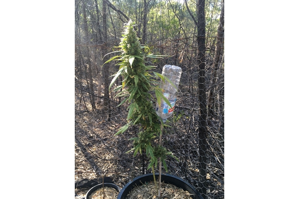 OG Kush (Silent Seeds) feminized