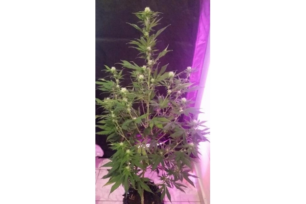 OG Kush (Silent Seeds) feminized
