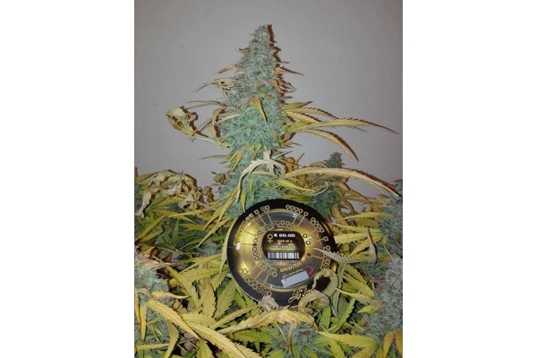 King's Kush Autoflowering (Greenhouse Seeds) feminized King's Kush Autoflowering (Greenhouse Seeds) feminized