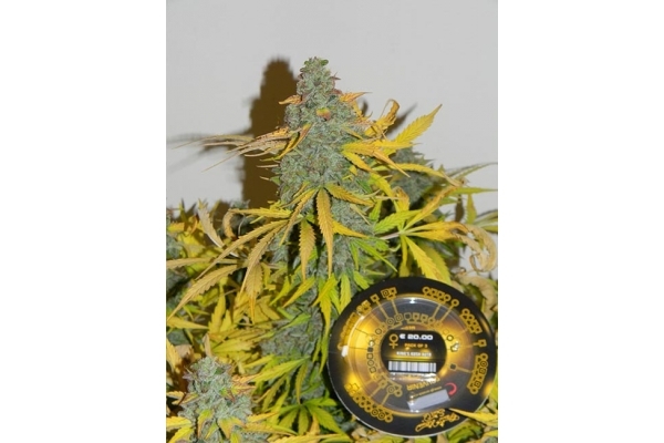 King's Kush Autoflowering (Greenhouse Seeds) feminized King's Kush Autoflowering (Greenhouse Seeds) feminized