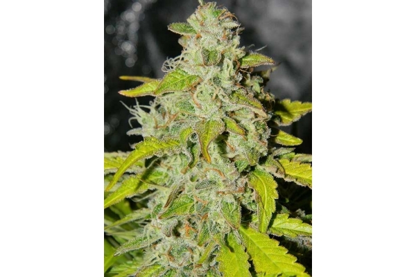 King's Kush Autoflowering (Greenhouse Seeds) feminized King's Kush Autoflowering (Greenhouse Seeds) feminized