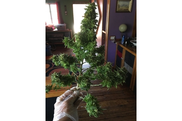 Black Dream (Eva Seeds) feminized