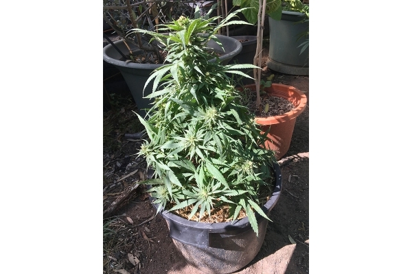 Black Dream (Eva Seeds) feminized