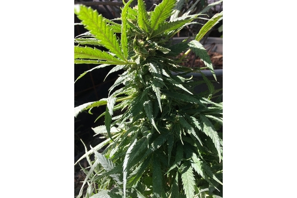 Black Dream (Eva Seeds) feminized