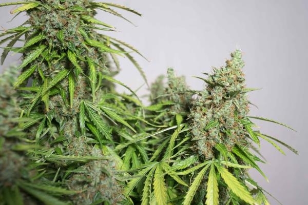 Auto Mazar (Dutch Passion) feminized Auto Mazar (Dutch Passion) feminized