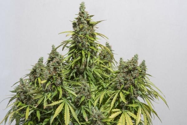 Auto Mazar (Dutch Passion) feminized Auto Mazar (Dutch Passion) feminized