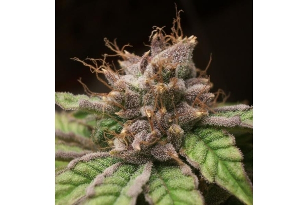 Blueberry (Dutch Passion) feminized
