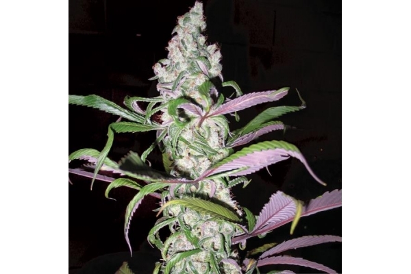 Blueberry (Dutch Passion) feminized