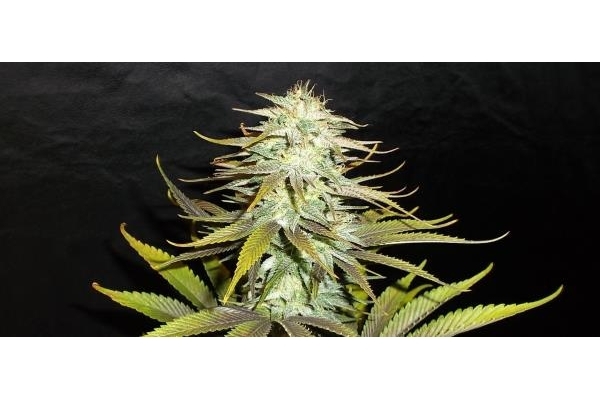 Blueberry (Dutch Passion) feminized