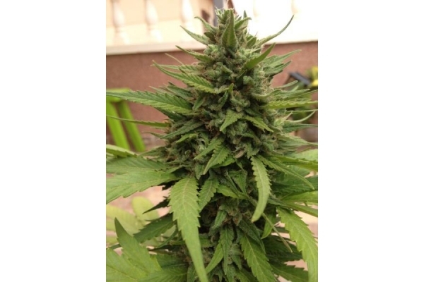 Auto Blueberry (Dutch Passion) feminized Auto Blueberry (Dutch Passion) feminized