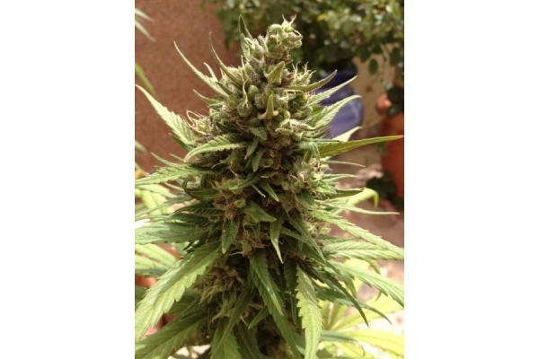 Auto Blueberry (Dutch Passion) feminized Auto Blueberry (Dutch Passion) feminized