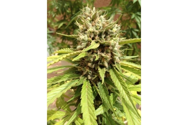 Auto Blueberry (Dutch Passion) feminized Auto Blueberry (Dutch Passion) feminized