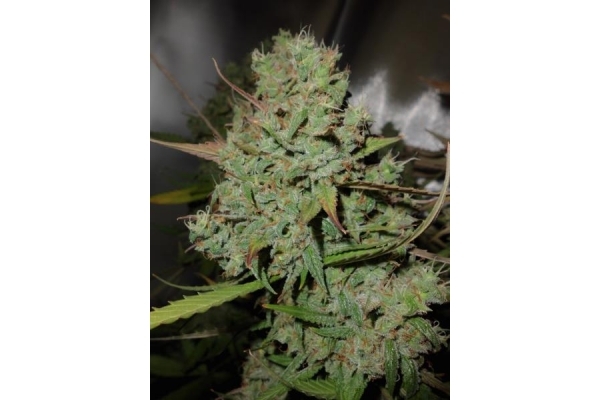 Auto Blueberry (Dutch Passion) feminized Auto Blueberry (Dutch Passion) feminized