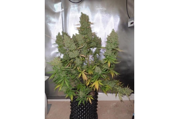 Auto Blueberry (Dutch Passion) feminized Auto Blueberry (Dutch Passion) feminized
