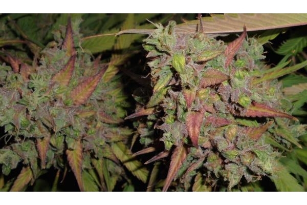 Auto Blueberry (Dutch Passion) feminized Auto Blueberry (Dutch Passion) feminized