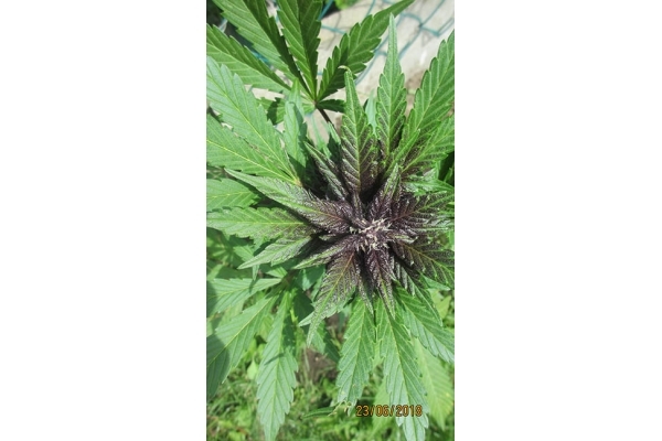 Blackberry Auto (FastBuds) feminized Blackberry Auto (FastBuds) feminized