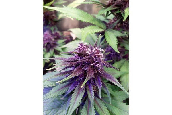 Blackberry Auto (FastBuds) feminized Blackberry Auto (FastBuds) feminized