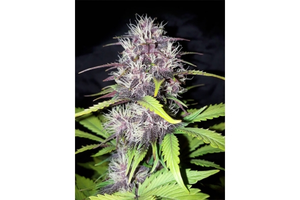 Blackberry Auto (FastBuds) feminized Blackberry Auto (FastBuds) feminized