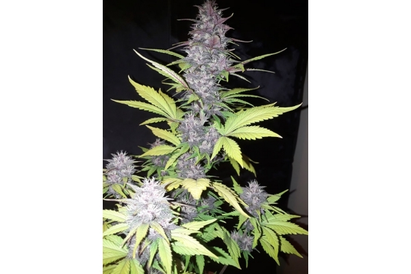 Blackberry Auto (FastBuds) feminized Blackberry Auto (FastBuds) feminized