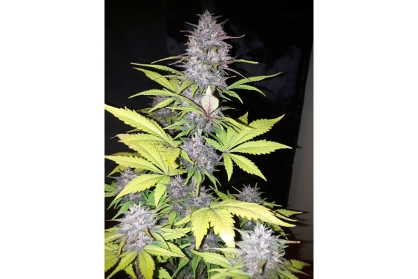 Blackberry Auto (FastBuds) feminized Blackberry Auto (FastBuds) feminized