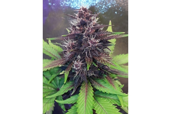 Blackberry Auto (FastBuds) feminized Blackberry Auto (FastBuds) feminized