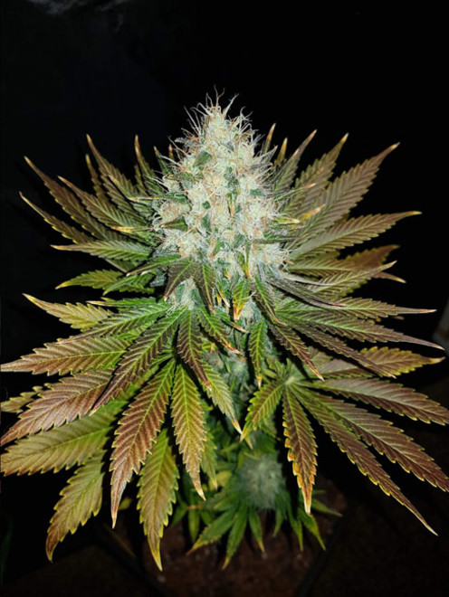 Bona Dea CBD (Vision Seeds) feminized