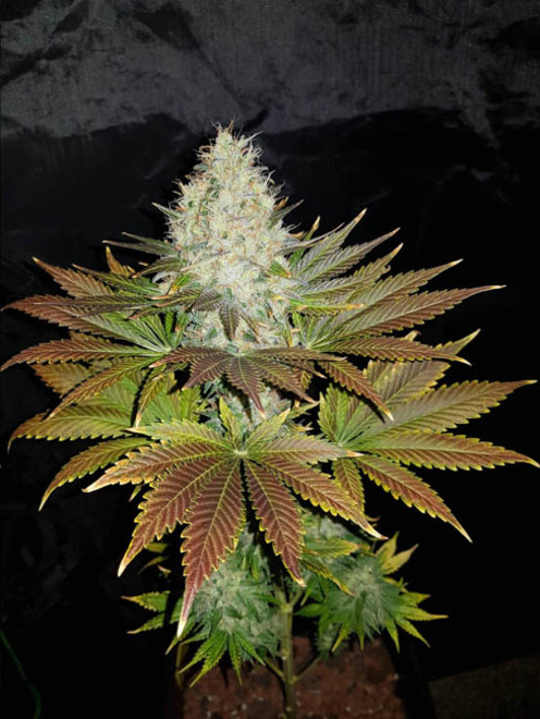 Bona Dea CBD (Vision Seeds) feminized