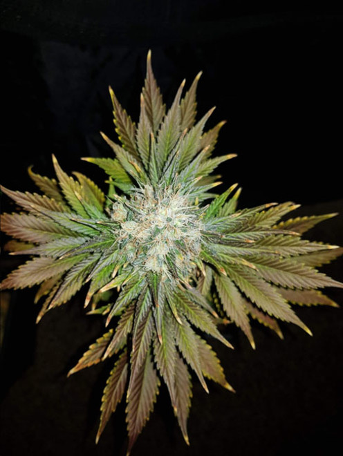 Bona Dea CBD (Vision Seeds) feminized