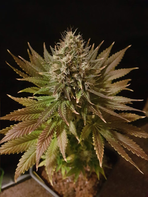Bona Dea CBD (Vision Seeds) feminized