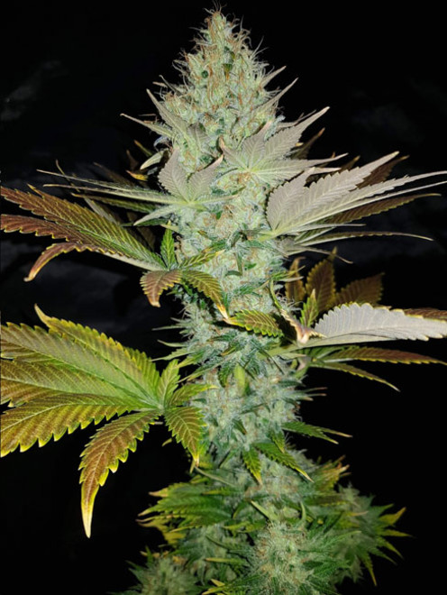 Bona Dea CBD (Vision Seeds) feminized