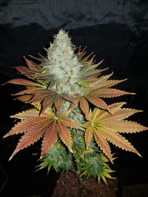 Bona Dea CBD (Vision Seeds) feminized