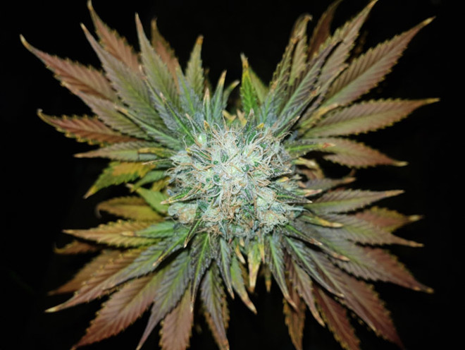Bona Dea CBD (Vision Seeds) feminized