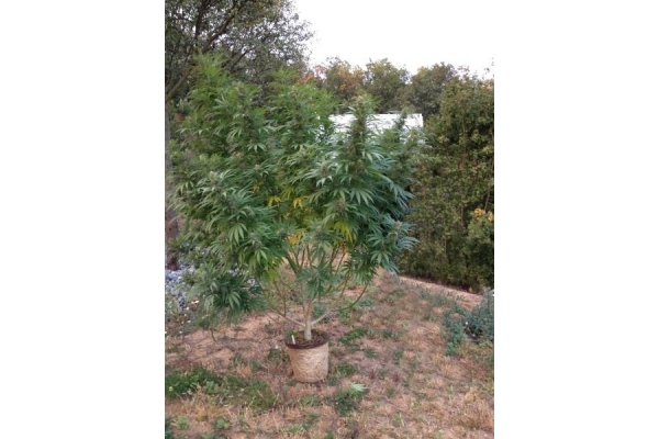 Californian Orange (Dutch Passion) feminized Californian Orange (Dutch Passion) feminized