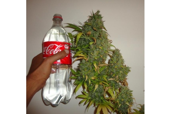 Californian Orange (Dutch Passion) feminized Californian Orange (Dutch Passion) feminized